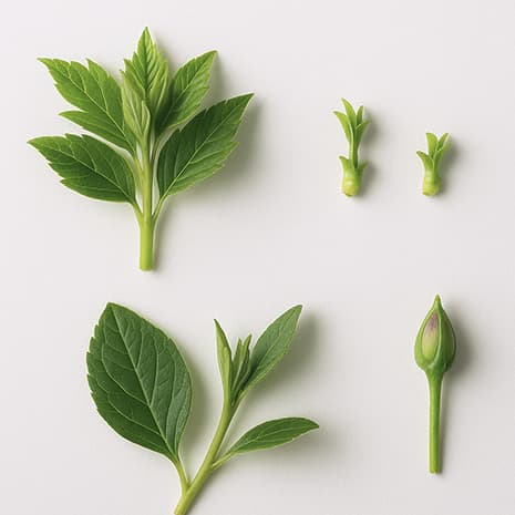 Выбор эксплантов