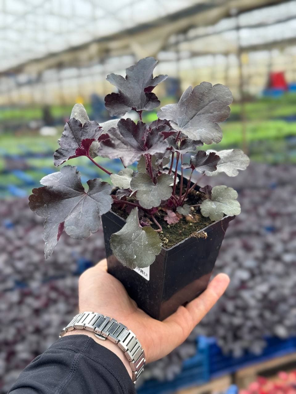 Гейхера Black Pearl (Блэк Перл)